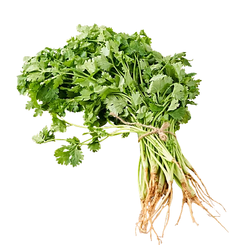 Coriander (धनिया)