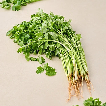 Coriander (धनिया)