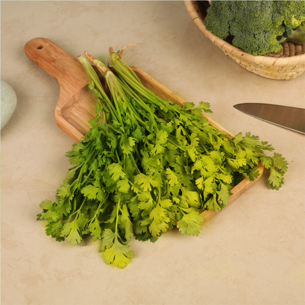 Coriander (धनिया)